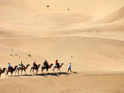骆驼沙漠 